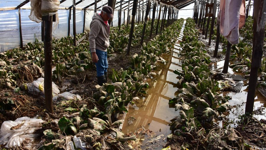 Presidente de la Sociedad Nacional de Agricultura estima las perdidas tras sistema frontal en US$ 1.000 millones