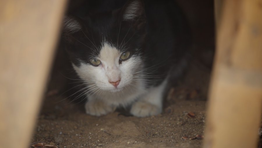 Detectan primer caso en Chile de persona contagiada con hongo que afecta principalmente a gatos: paciente reside en Concón