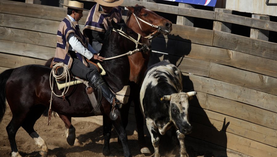 Consejo Constitucional aprueba indicación para declarar al rodeo como deporte nacional