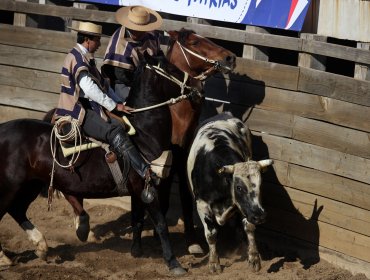 Consejo Constitucional aprueba indicación para declarar al rodeo como deporte nacional