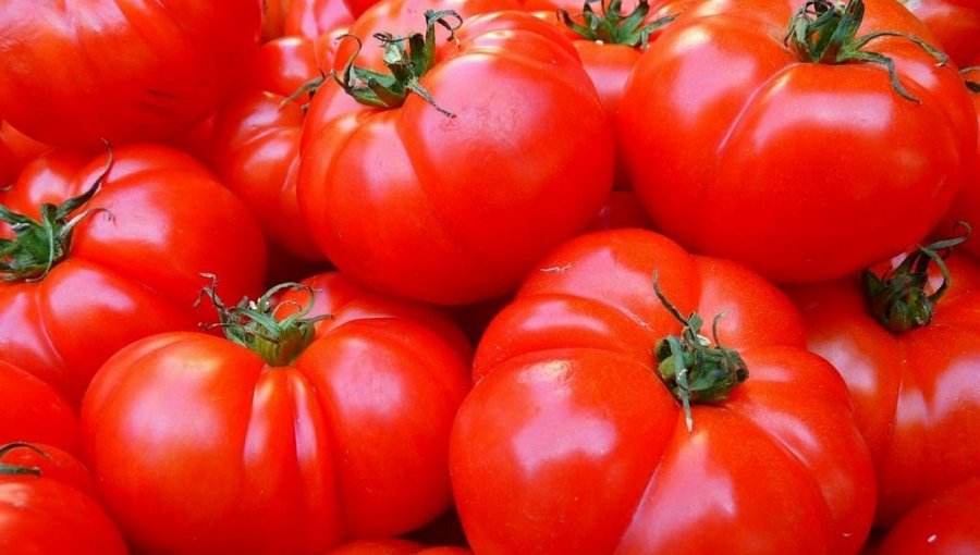 Gobierno Regional de Valparaíso compromete apoyo con agricultores para que al tomate limachino le otorguen denominación de origen