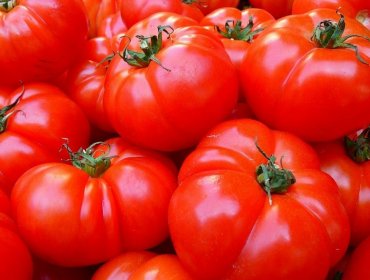 Gobierno Regional de Valparaíso compromete apoyo con agricultores para que al tomate limachino le otorguen denominación de origen