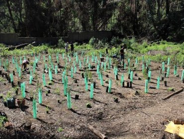 Dan por iniciado el trabajo de reforestación de terrenos siniestrados por incendio de la Quinta Vergara