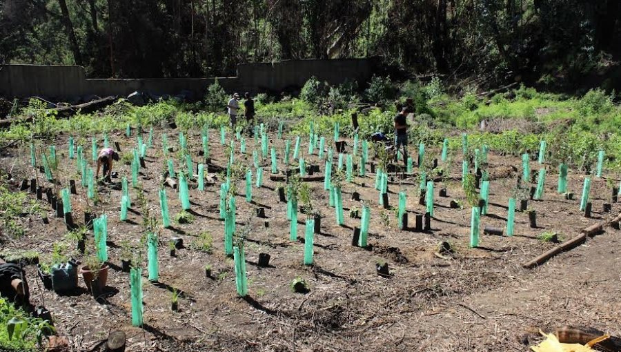 Dan por iniciado el trabajo de reforestación de terrenos siniestrados por incendio de la Quinta Vergara