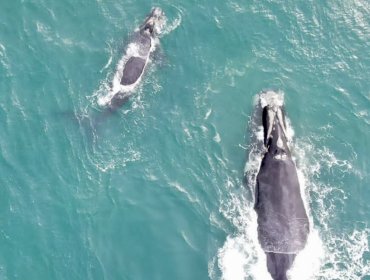 Refuerzan llamado a respetar medidas ante avistamiento de ballenas francas australes en la costa de la región de Valparaíso