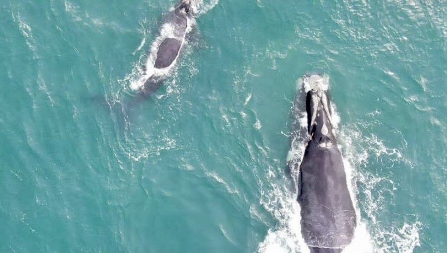 Refuerzan llamado a respetar medidas ante avistamiento de ballenas francas australes en la costa de la región de Valparaíso