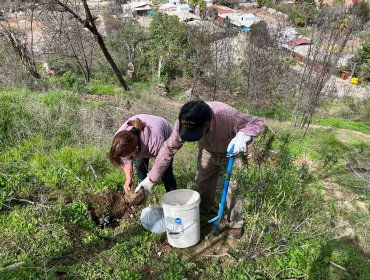 Reforestan con 300 árboles y arbustos nativos el cerro San Francisco de Curimón en San Felipe