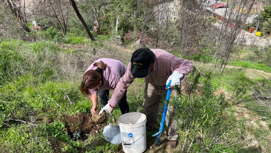 Reforestan con 300 árboles y arbustos nativos el cerro San Francisco de Curimón en San Felipe