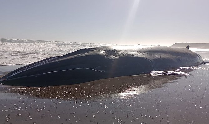 Realizan amplio operativo tras varamiento de ballena de más de 23 metros en playa de Huentelauquén