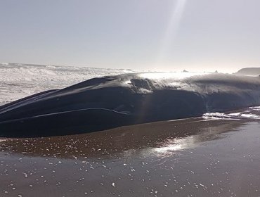 Realizan amplio operativo tras varamiento de ballena de más de 23 metros en playa de Huentelauquén