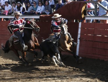 Presentan iniciativa para extender la protección animal a todas las disciplinas deportivas