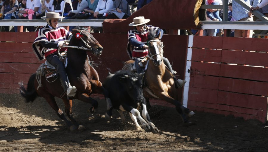 Presentan iniciativa para extender la protección animal a todas las disciplinas deportivas