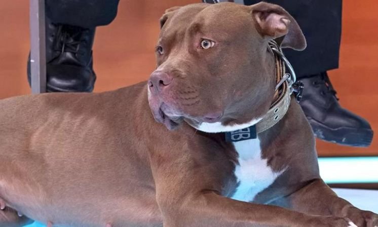 Reino Unido prohibirá los perros de la raza American Bully XL tras numerosos ataques