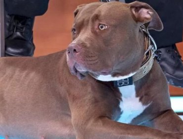 Reino Unido prohibirá los perros de la raza American Bully XL tras numerosos ataques