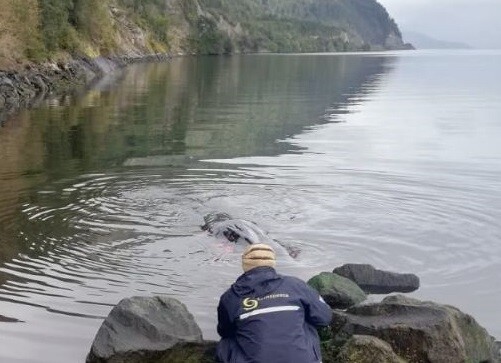 Sernapesca denunció a fiscalía cruel muerte de ballena ahogada con una cuerda en Cisnes