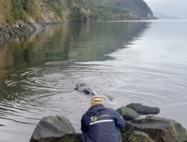 Sernapesca denunció a fiscalía cruel muerte de ballena ahogada con una cuerda en Cisnes