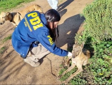 Joven de 20 años fue detenido por el deplorable estado de sus tres perros en Melipilla