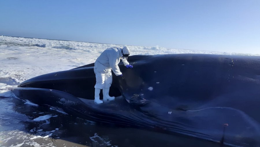 Influenza aviar ha causado la muerte de 21.590 animales marinos en Chile