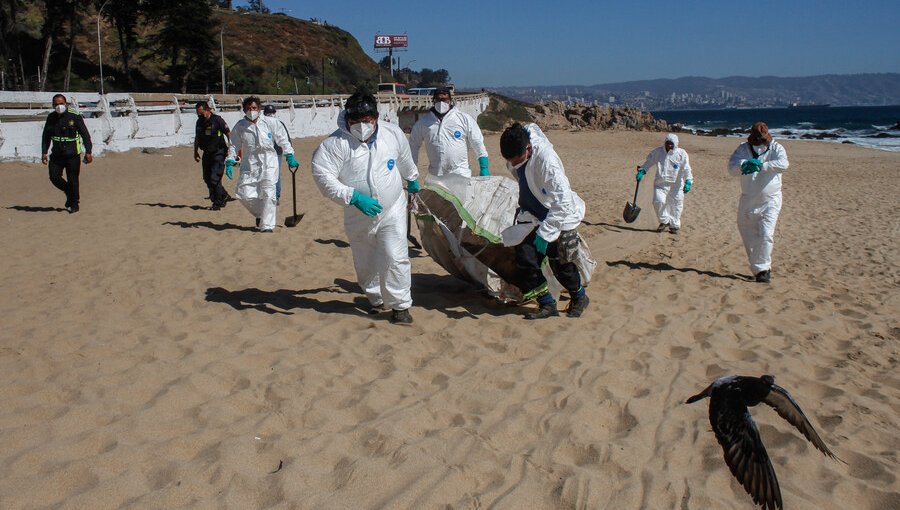 Sernapesca advierte que continúan al alza animales marinos muertos por gripe aviar