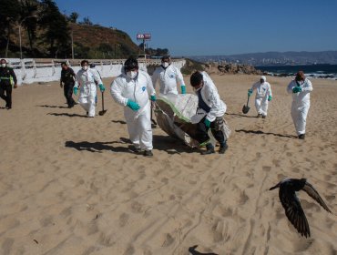 Sernapesca advierte que continúan al alza animales marinos muertos por gripe aviar