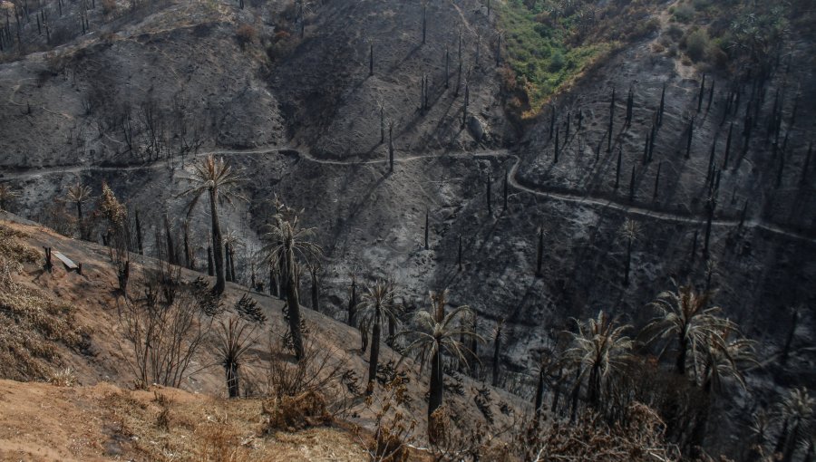 Decretan prisión preventiva para imputado por megaincendio en la parte alta de Viña del Mar en diciembre de 2022