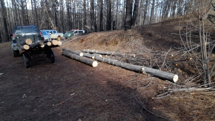 Carabineros de Curanilahue detuvo a 6 sujetos por robo de madera avaluada en 8 millones