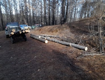 Carabineros de Curanilahue detuvo a 6 sujetos por robo de madera avaluada en 8 millones