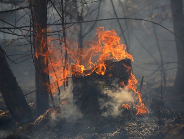 Fiscalía confirma responsabilidad de compañías eléctricas en incendios forestales en comunas de la región del Biobío