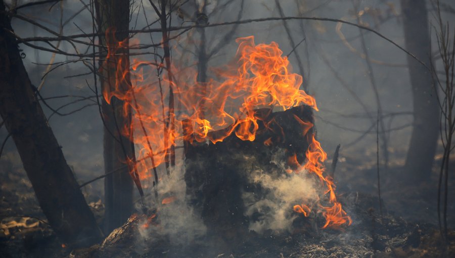 Fiscalía confirma responsabilidad de compañías eléctricas en incendios forestales en comunas de la región del Biobío