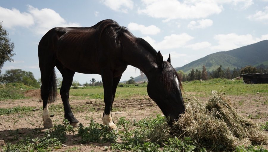 Rescatan con éxito a caballo víctima de maltrato animal en Villa Alemana: había colapsado tras ser sobrecargado