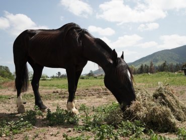 Rescatan con éxito a caballo víctima de maltrato animal en Villa Alemana: había colapsado tras ser sobrecargado