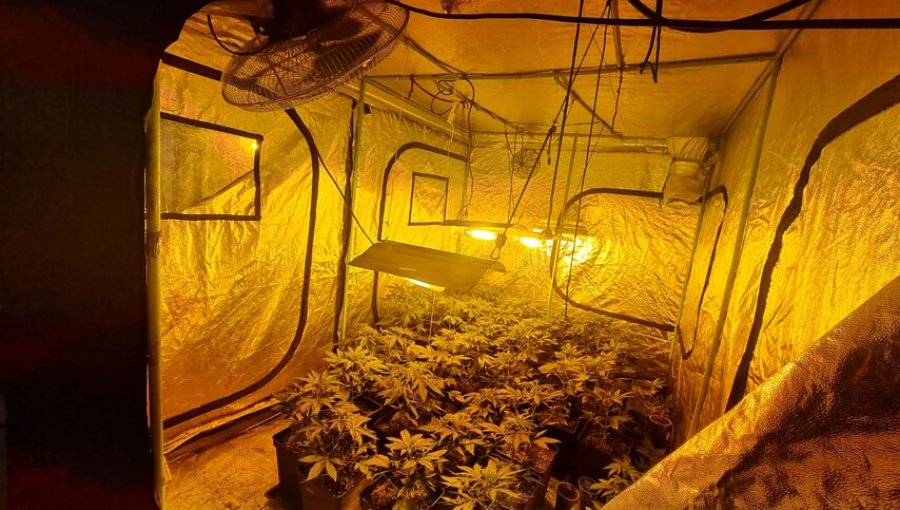 Carabineros incauta 166 plantas de cannabis en Quellón