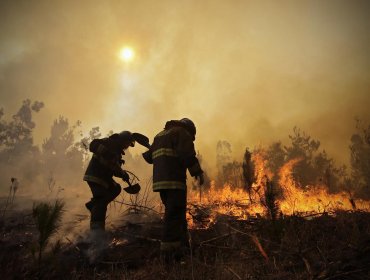 Incendio de matorrales y pastizales movilizó a Bomberos hasta la parte alta de Valparaíso