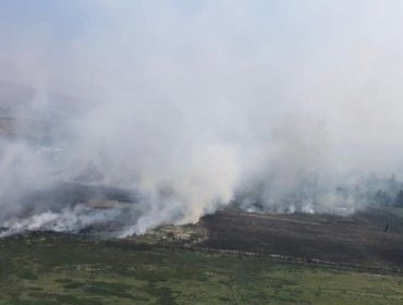 Controlan incendio forestal que había generado Alerta Roja en Isla de Pascua: ha consumido 100 hectáreas