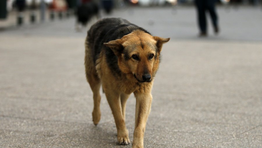 Denuncian que jóvenes drogaron con tusi a un perro callejero en Antofagasta: Caso está siendo investigado por la PDI