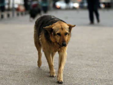 Denuncian que jóvenes drogaron con tusi a un perro callejero en Antofagasta: Caso está siendo investigado por la PDI