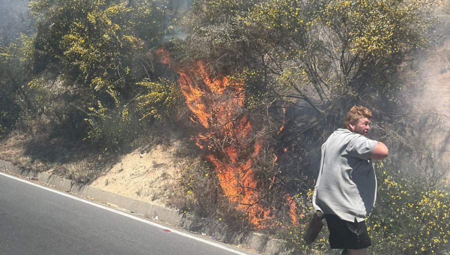 Controlan incendio forestal en Ruta las Palmas en Viña del Mar