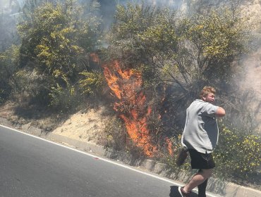 Controlan incendio forestal en Ruta las Palmas en Viña del Mar