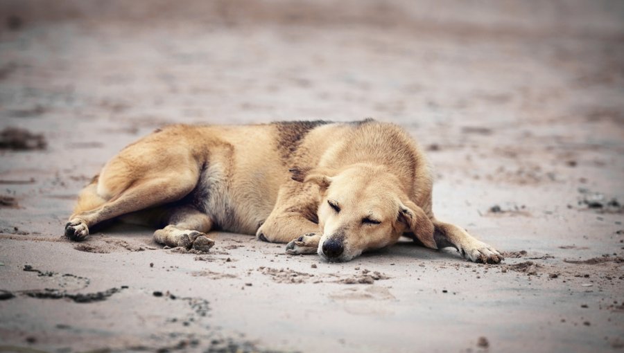 Lanzan campaña para gestionar un hogar para más de 80 perros abandonados en Casablanca