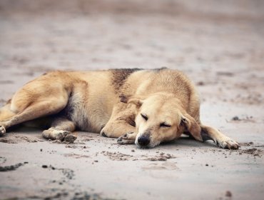 Lanzan campaña para gestionar un hogar para más de 80 perros abandonados en Casablanca