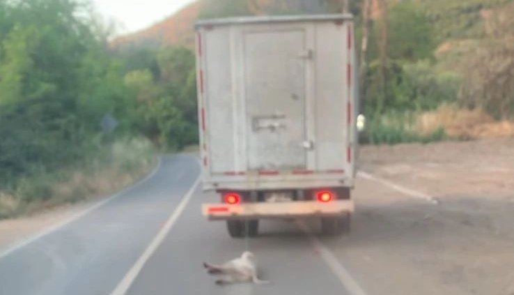 Brutal caso de maltrato animal en La Calera: conductor arrastró a perro que estaba amarrado al parachoques trasero de camión