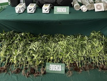 Investigación permite incautar 77 plantas de marihuana al interior de una casa en El Tabo