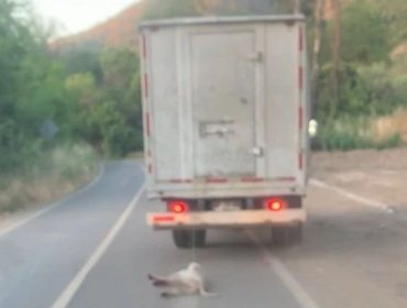 Brutal caso de maltrato animal en La Calera: conductor arrastró a perro que estaba amarrado al parachoques trasero de camión