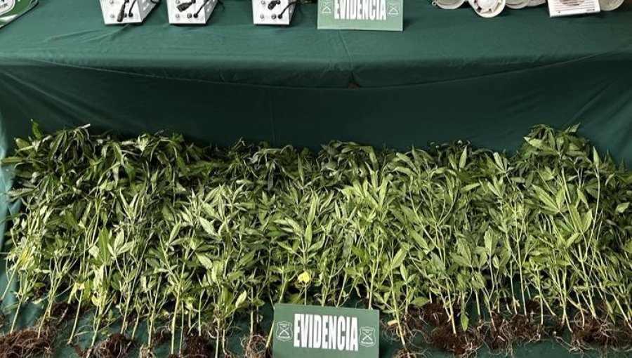 Investigación permite incautar 77 plantas de marihuana al interior de una casa en El Tabo