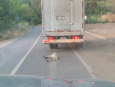 En prisión preventiva quedó hombre que con un camión arrastró por varios metros a un perro en Nogales