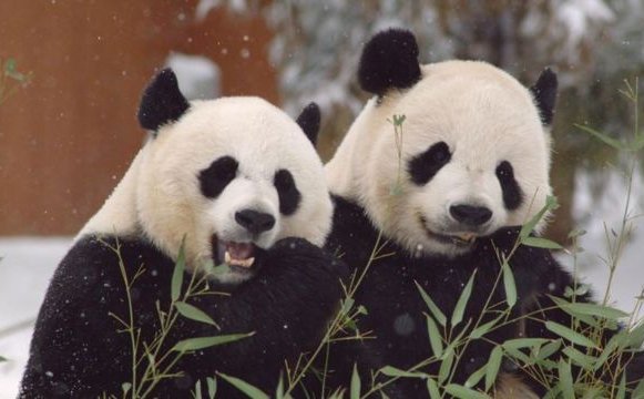 ¿El fin de la diplomacia de los pandas?: Por qué China les está pidiendo a varios países que devuelvan sus icónicos osos