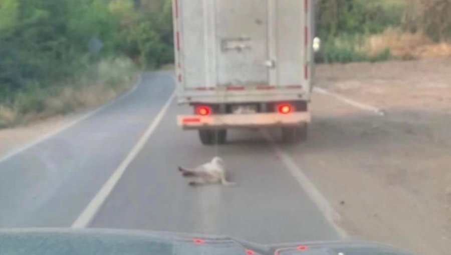 En prisión preventiva quedó hombre que con un camión arrastró por varios metros a un perro en Nogales