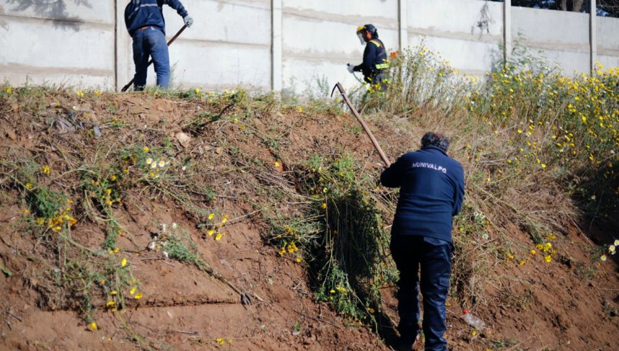 Más de 30 mil metros cuadrados han sido desmalezados en Valparaíso para prevenir incendios forestales