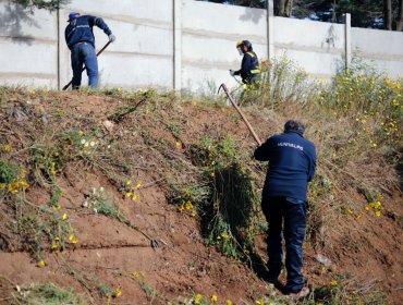 Más de 30 mil metros cuadrados han sido desmalezados en Valparaíso para prevenir incendios forestales