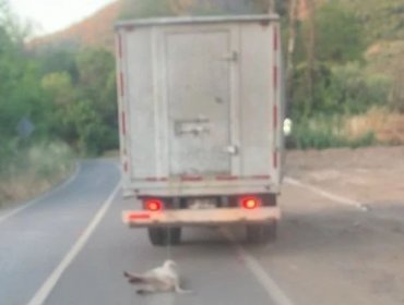 En libertad quedó acusado de amarrar a perro a un camión y arrastrarlo varios kilómetros en Nogales